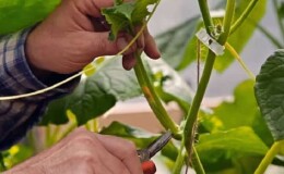Для чего необходимо формирование огурцов в теплице и как его правильно произвести