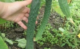 В чем уникальность китайского огурца и как получить достойный урожай?