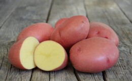 Раннеспелый сорт картофеля Розара для северных областей