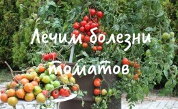 Боремся с заболеваниями томатов легко и эффективно: подборка лучших рецептов для обработки от болезней