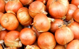 Раннеспелый озимый гибрид лука Трой с умеренно-острым вкусом