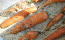 Хранение моркови зимой: лучшие сорта с отличной лежкостью