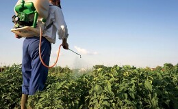 Лучшие рецепты внекорневой подкормки картофеля и правила их внесения