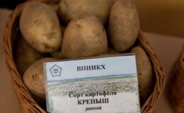 Столовый сорт картофеля «Крепыш» для умеренного климата
