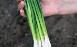 Высокоурожайный сорт лука с потрясающим вкусом «Параде»