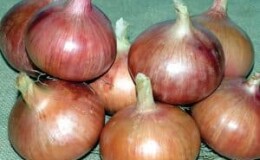 Вкуснейший сорт лука Россана: описание и советы по выращиванию