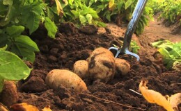 Какие удобрения вносить осенью после уборки картофеля