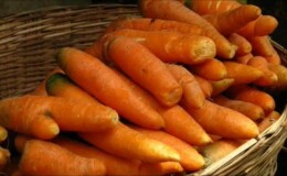 Особенности хранения моркови в домашних условиях в квартире