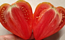 Вкусные и ароматные помидоры, похожие на гигантские ягоды — удивительный томат «Немецкая красная клубника»